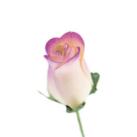 Wooden Closed Bud Rose #18 - White With Burgundy Tips