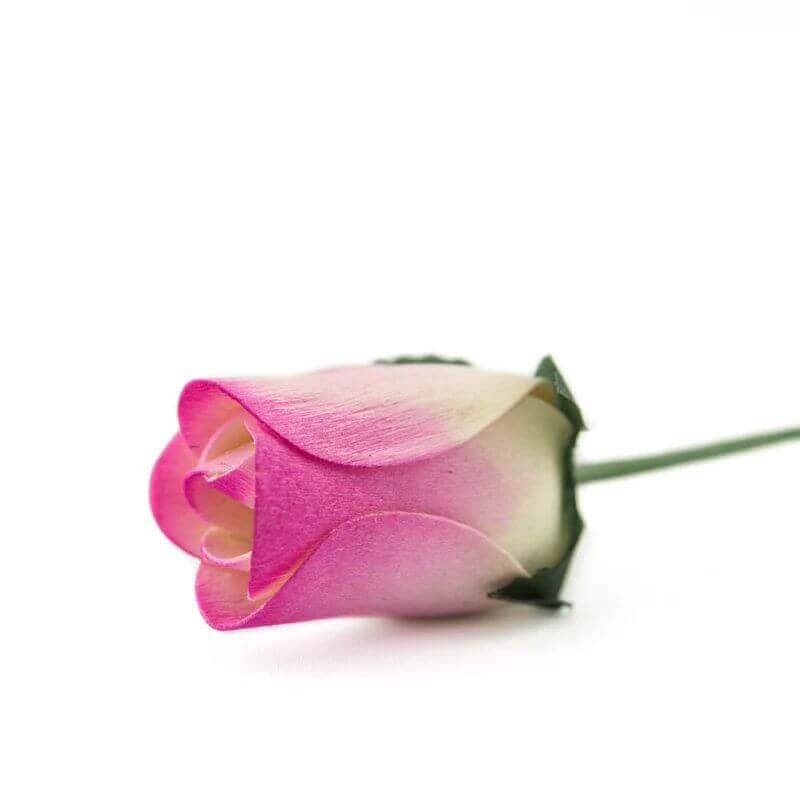 Wooden Closed Bud Rose #20 - White With Hot Pink Tips