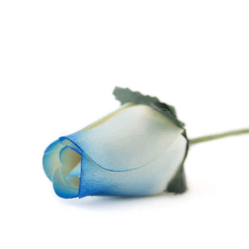 Wooden Closed Bud Rose #22 - White With Blue Tips