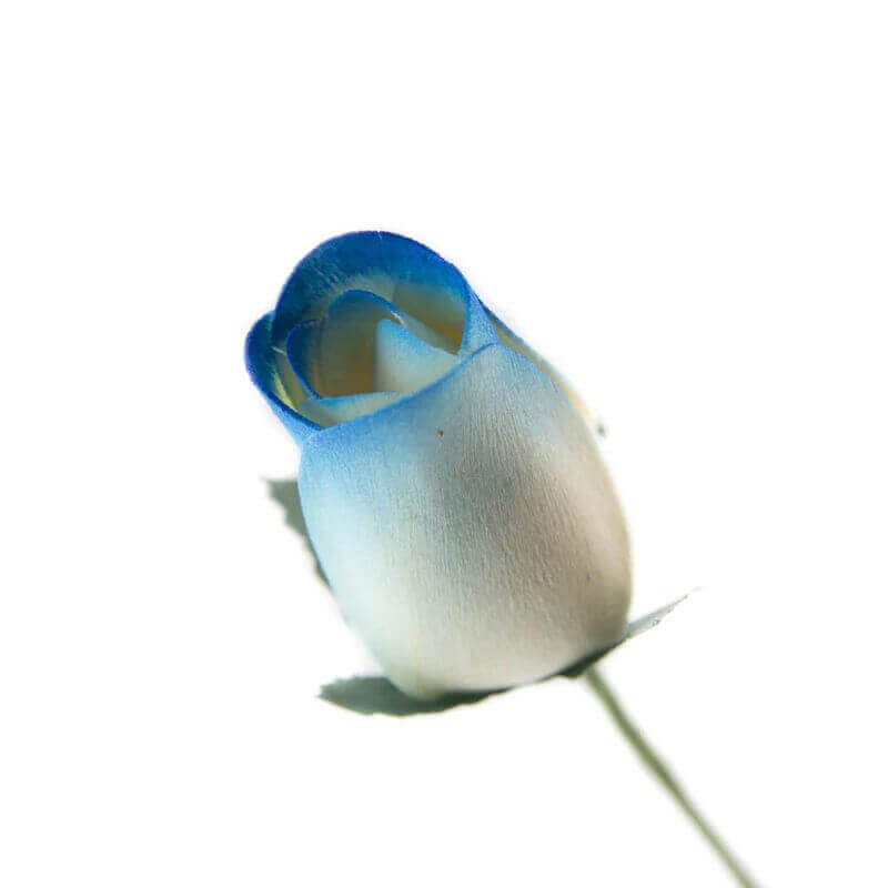 Wooden Closed Bud Rose #22 - White With Blue Tips