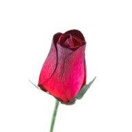 Wooden Closed Bud Rose #03 - Red With Black Tips