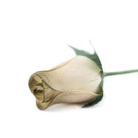 Wooden Closed Bud Rose #53 - White With Olive Tips